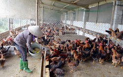 Gà nhập khẩu đang “phá giá” gà trong nước thế nào?