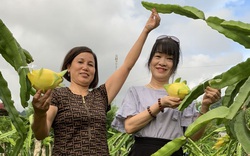 Nông dân Sơn La: Trồng cây cho trái vàng tươi, thu về vàng thật