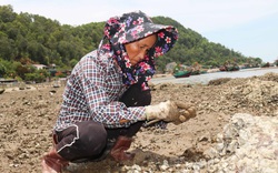 Cận cảnh nghề cạy hàu dưới nắng thiêu của phụ nữ làng biển