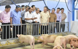 Thứ trưởng Bộ NNPTNT: Giá lợn hơi giảm nhiệt, cuối năm cung - cầu thịt lợn sẽ gặp nhau