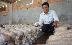 Đà Nẵng: Kỹ sư “hái” vài trăm triệu mỗi năm nhờ trồng thứ nấm "cực phẩm chân ngắn"
