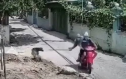 VIDEO: Trộm đi xe máy dùng thòng lọng bắt chó nhanh như chớp