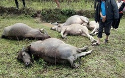 Yên Bái: Đáng sợ-Sét đánh chết 6 con trâu to trong hoàn lưu bão số 2