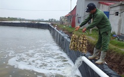 Ít ai ngờ nơi đây sản xuất ra con giống "ông ăn bà khen" nhiều nhất Việt Nam