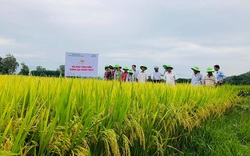 Quảng Ngãi: Cấy giống lúa mới của ThaiBinh Seed, bông nặng trĩu hạt, ai thấy cũng trầm trồ