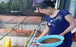 Bến Tre: Cô nông dân xinh đẹp nuôi 36.000 con lươn không bùn, chưa bán thương lái đã "đặt gạch" đòi mua