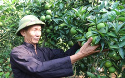 Phục sát đất ông nông dân tỉnh Sơn La trồng thứ cam đặc sản ra quả như chùm sung
