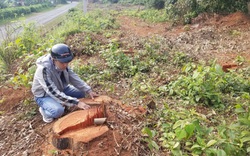 Phá rừng, một công ty du lịch ở Quảng Trị bị phạt tiền