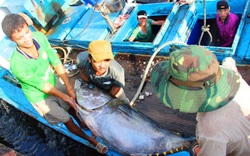 VASEP phản ánh cảng cá làm khó doanh nghiệp, Bộ NNPTNT đề nghị nói đúng thực tế