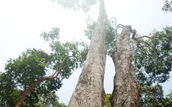 Vùng đất dân leo cây cao chót vót hái thứ quả quý hay bay, chưa ra khỏi rừng đã có người chờ mua