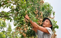 250 tấn nhãn Hải Dương đã sẵn sàng xuất ngoại