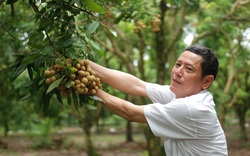 Trung Quốc dừng mua long nhãn của 3 doanh nghiệp, Tham tán thương mại Trung Quốc khuyên gì?