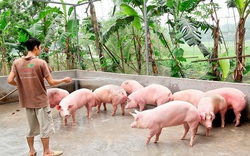 Thôi mê “4 bánh” chuyển sang nuôi con 4 chân, 2 chân siêu sạch, mỗi năm thu nhập trên 7 tỷ đồng