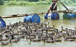 Nuôi loài vịt biết bay, cựu chiến binh lãi hơn 100 triệu đồng/năm