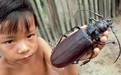 10 "nhân vật tầm cỡ" được coi là những kẻ khổng lồ trong giới côn trùng