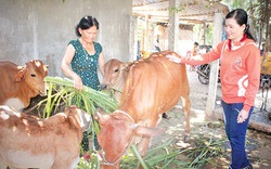 Làm giàu ở nông thôn: Thời buổi nông dân nuôi bò chẳng lo mất giá