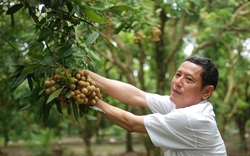 Dịch Covid-19: Hưng Yên tìm cách bán nhãn... trực tuyến!