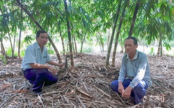 Hậu Giang: Ông Lời trồng giống tre gì mà măng mọc quanh năm, lãi 250 triệu đồng?