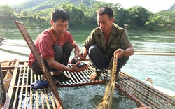 Tuyên Quang: Bắt 316 tấn cá đặc sản đắt tiền, dịch giã như thế, dân bán cá đi đâu mà hết sạch?