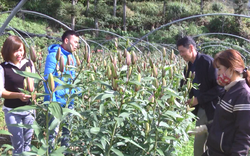 Lào Cai: Lão nông “bỏ túi” 2 tỷ đồng/năm từ mô hình trồng hoa công nghệ cao