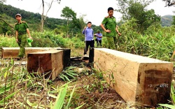 Gia Lai: Hạt trưởng kiểm lâm xác nhận gỗ sai quy định cho vợ chủ tịch huyện