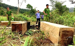 Gia Lai: Sở NNPTNT ra thông báo "khẩn" hoãn họp kiểm điểm cán bộ để mất rừng