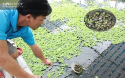 Nghệ An: Nuôi loài ốc siêu đẻ bò quanh quẩn trong ao, mỗi năm “bỏ túi” tiền tỷ