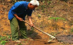 Cuốc đất đào được bình cổ báu vật, người nông dân tưởng nhầm bô đi tiểu suốt 26 năm.