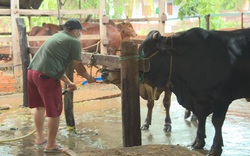 Đắk Lắk: Bắt quả tang lò mổ bơm nước vào bụng bò