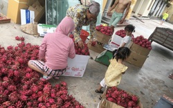 Lần thứ 2 nông dân khóc ròng vì giá thanh long chạm đáy, "hàng dạt" chất đống