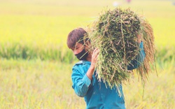 Quảng Bình: Cứ ngỡ vụ lúa hè thu mất ăn vì 2 tháng không mưa, thì ra năng suất cao hơn cả vụ trước