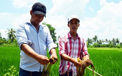 Vụ phun thuốc diệt cỏ, diệt cả... lúa ở Cà Mau: Chủ tịch tỉnh chỉ đạo xác minh làm rõ