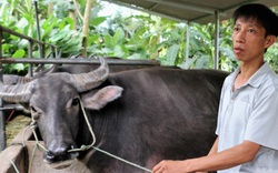 Nghề 'thổi' trâu ngoại cho da căng, béo múp