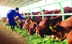 Bầu Đức góp nghìn tỷ vào công ty chăn nuôi bò