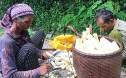 Ninh Thuận: Nhộn nhịp đi hái “lộc rừng” mùa mưa, người dân bỏ túi nửa triệu mỗi ngày