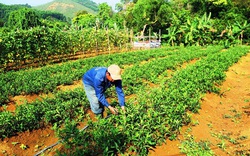 Vùng đất dân lên rừng Trường Sơn đem thứ rau lạ về vườn trồng, kiếm đều 5-7 triệu mỗi tháng