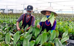 Hà Nội: 3 huyện "sạch bóng" hộ nghèo là những huyện nào?