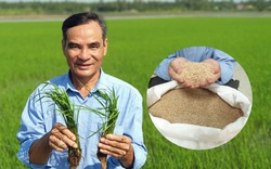 Một nông dân tỉnh Vĩnh Long trồng thứ lúa gì mà bán giá “trên trời” các doanh nghiệp vẫn tranh mua?