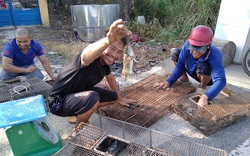 Đồng Tháp: Nước tràn đồng, dân tấp nập săn bắt chuột đồng, mối thu gom vài tạ chuột mỗi ngày bán giá cao