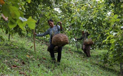 Thu hoạch hồng vành khuyên trên núi