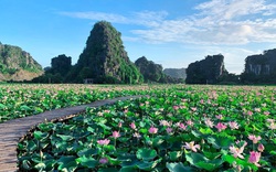 Lạ Ninh Bình: Đang giữa mùa Thu, đầm sen "kỳ lạ nhất Việt Nam" bỗng dưng nở rộ sắc màu