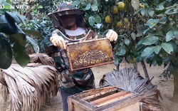 Cho ong sống dưới tán bưởi, thu lợi nhuận kép hàng trăm triệu đồng