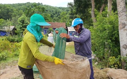 Nghệ An: Săn loài đặc sản nhảy tanh tách dưới mặt đất, dân ở đây ngồi đếm từng con thu tiền đều tay