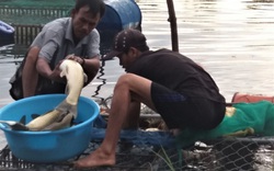 TT-Huế: Đến khổ, cá trắm to 3-5kg nuôi trên sông lăn ra chết rất nhiều, nông dân than "bó tay"
