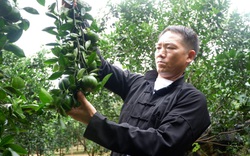 Hà Giang: Tỷ phú nông dân người Mông xây nhà đẹp, mua xe hơi nhờ trồng cây đặc sản, bắt đất "nhả vàng"