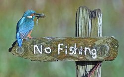 Chim bói cá đứng cạnh biển "cấm câu cá" lọt top ảnh động vật ấn tượng