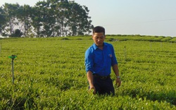Chán bôn ba xứ người, hotboy 9X tỉnh Thái Nguyên về trồng cây ra búp chát "chế" ra thức uống có vị ngọt hậu