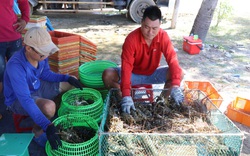 Phú Yên: Nông dân nuôi tôm hùm bất ngờ thở phào nhẹ nhõm bởi thương lái nhộn nhịp quay lại mua tôm