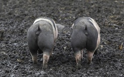 Mặc nông dân Đức khốn cùng, Trung Quốc mạnh tay cấm nhập khẩu thịt lợn Đức
