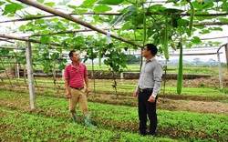 Tuyên Quang: Nông dân khá giả nhờ nuôi cá đặc sản, trồng bầu canh, rau xanh